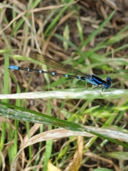 Argia sedula