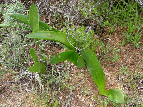 Image of Haemanthus amarylloides by (c) Shaun Swanepoel, some rights reserved (CC BY)