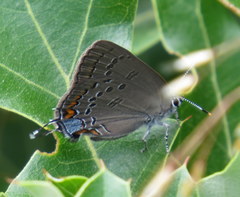 Satyrium edwardsii