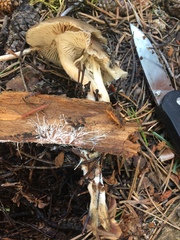 Mycena overholtsii