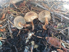 Mycena overholtsii