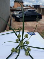 Cyperus