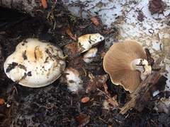 Pholiota olivaceophylla