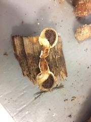 Pholiota nubigena