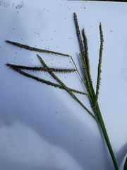 Poaceae