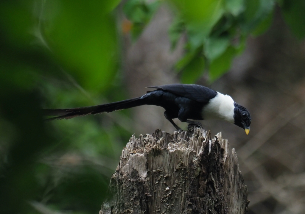 White-necked Myna (Streptocitta albicollis) photo