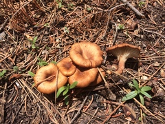 Infundibulicybe squamulosa