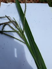 Poaceae