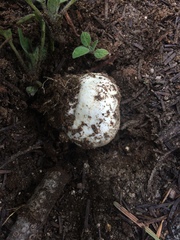 Agaricus moronii