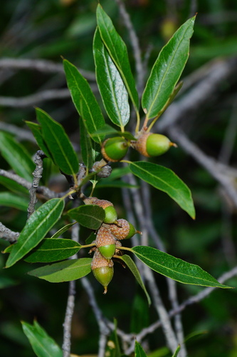 Quercus saltillensis