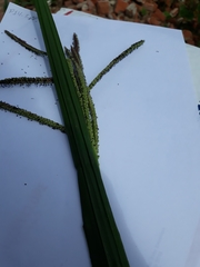 Poaceae