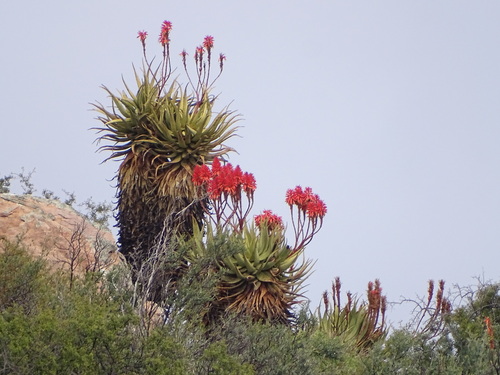 Image of Aloe khamiesensis by (c) Shaun Swanepoel, some rights reserved (CC BY)