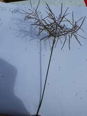 Cyperus