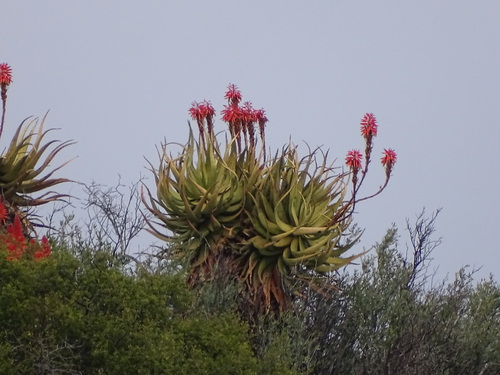 Image of Aloe khamiesensis by (c) Shaun Swanepoel, some rights reserved (CC BY)