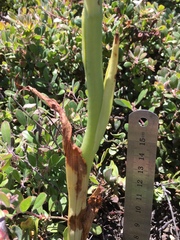 Platanthera michaelii