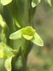 Platanthera michaelii