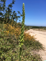 Platanthera michaelii
