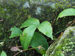 Tetrastigma hemsleyanum