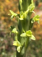 Platanthera michaelii