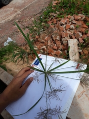 Cyperus