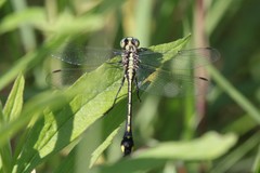 Gomphurus