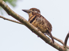 Two-Banded Puffbird photo 3