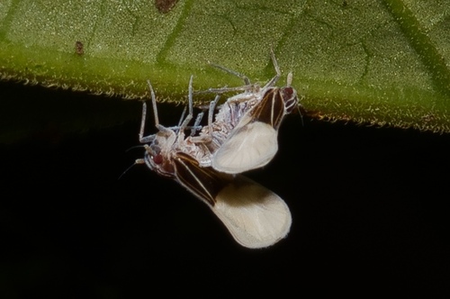 Bennarella bicoloripennis, 2024-07-27