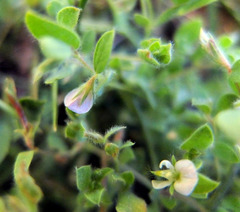Acmispon americanus americanus