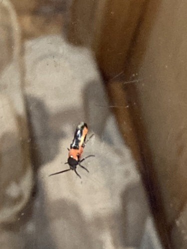 Kermes Scale Moth photo 3