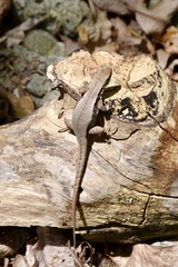Leiocephalus macropus