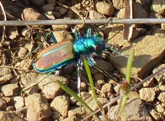 Cicindela splendida