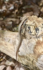 Leiocephalus macropus