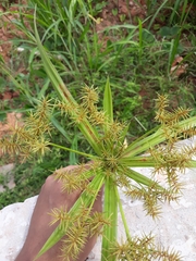 Cyperaceae