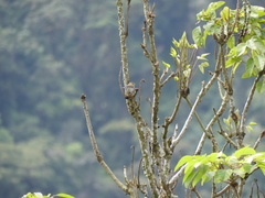 Ammodramus aurifrons