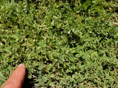 Acmispon americanus americanus