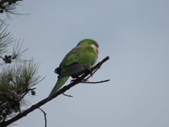 Myiopsitta monachus