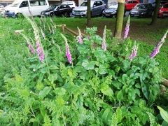 Digitalis purpurea