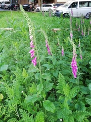 Digitalis purpurea