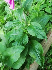 Digitalis purpurea