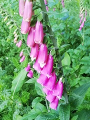 Digitalis purpurea