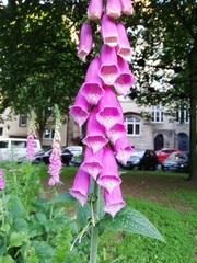Digitalis purpurea