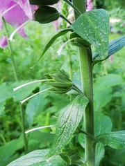 Digitalis purpurea