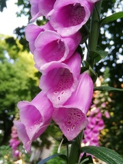 Digitalis purpurea