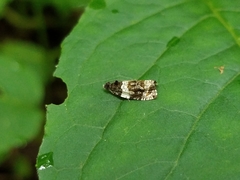 Olethreutes fasciatana