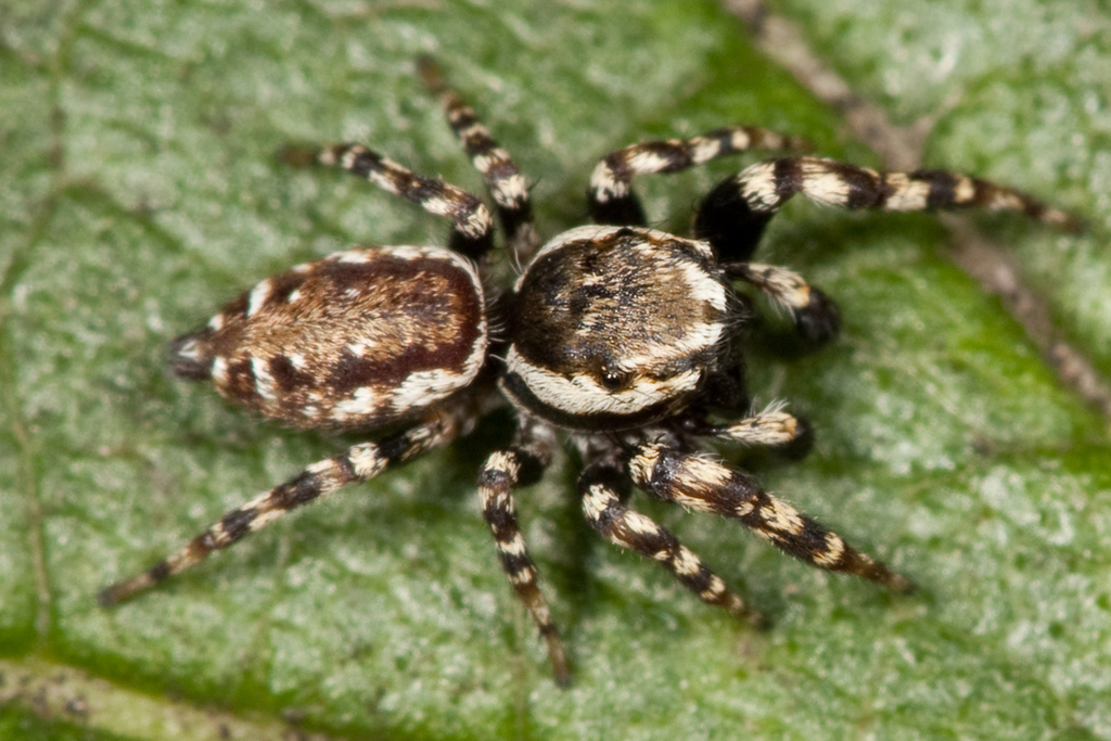 Peppered Jumping Spider