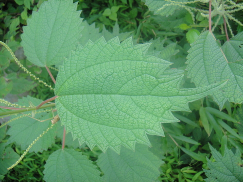 Boehmeria robusta iNat (3)