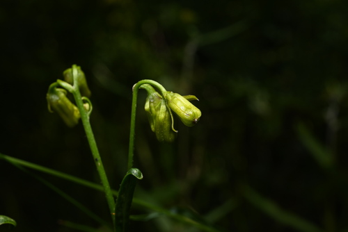 Image of Senecio pudicus by (c) Anders Hastings, some rights reserved (CC BY)
