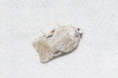 Acleris cervinana