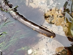 Laminariaceae