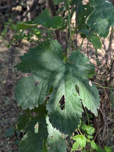 Image of Humulus americanus by (c) Logan J.L. Bradley, some rights reserved (CC BY)